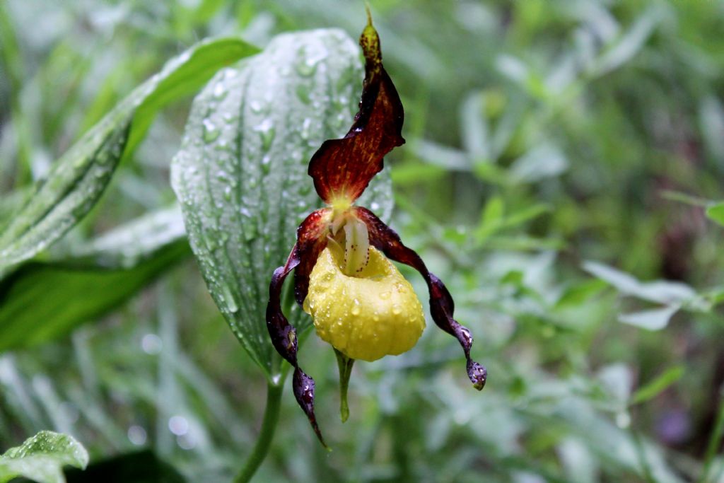 Cypripedium calceolus valdostano